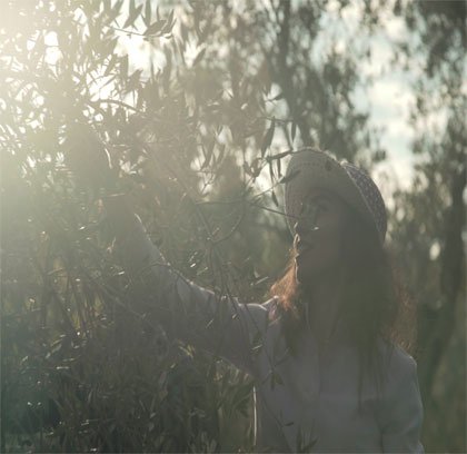 Hand-picking olives in the groves of Baino, Akkar