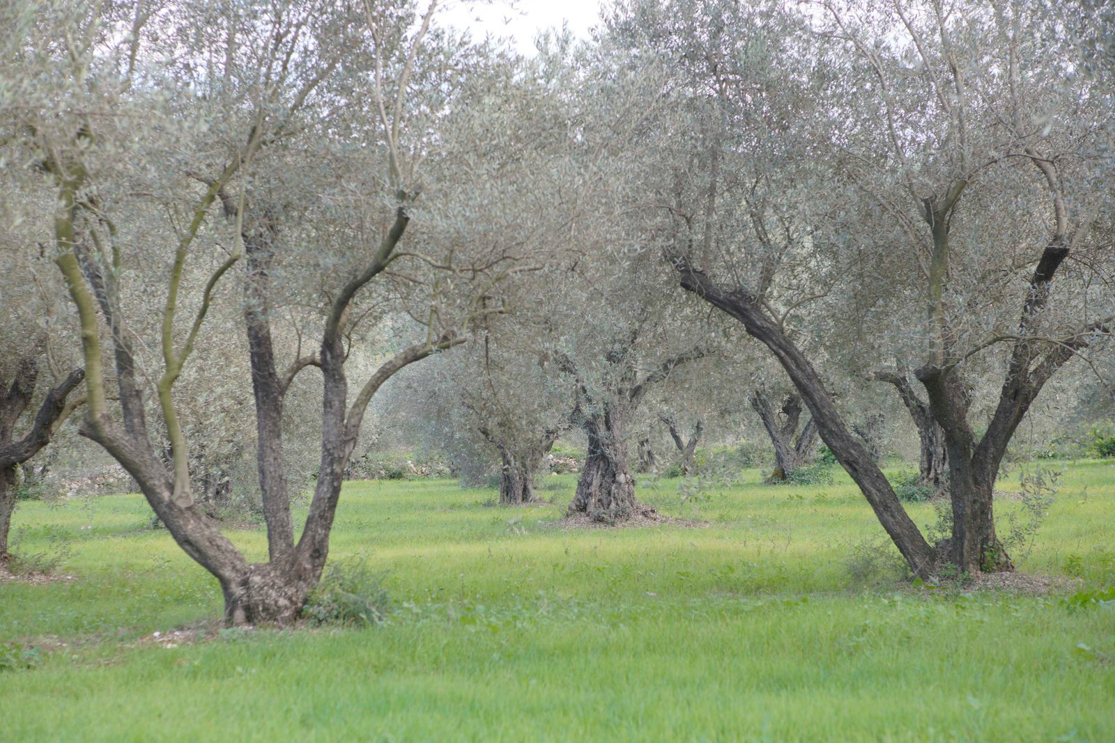 Century-old olive trees in the groves of Baino