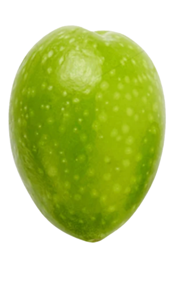 A single green Souri olive